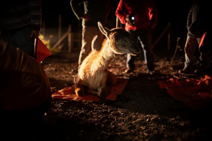 Guanacos regresan a la Cordillera de Santiago tras proyecto que restaura el ecosistema andino