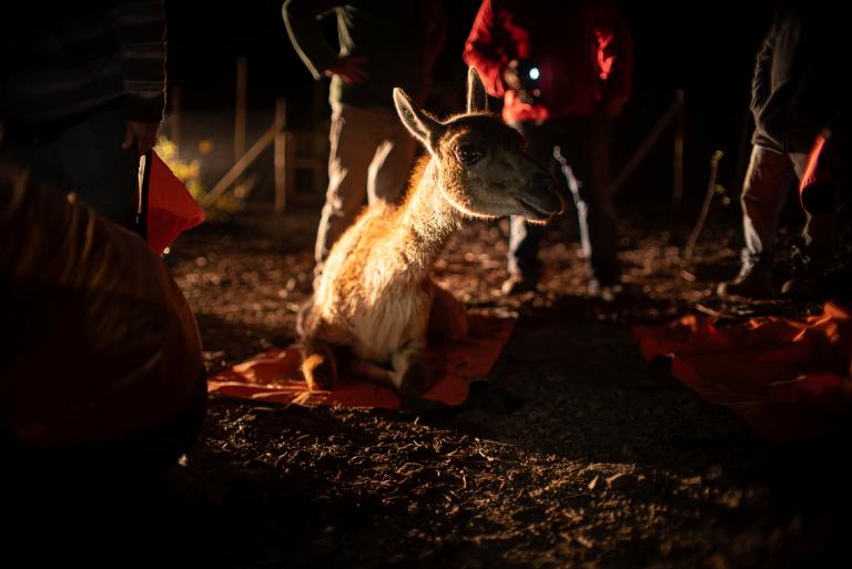Guanacos regresan a la Cordillera de Santiago tras proyecto que restaura el ecosistema andino