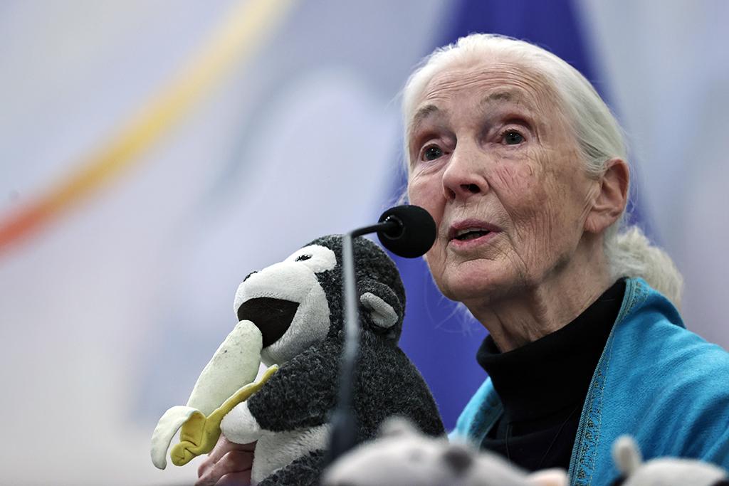 Jane Goodall: El legado de una pionera que resuena en Chile y el mundo científico