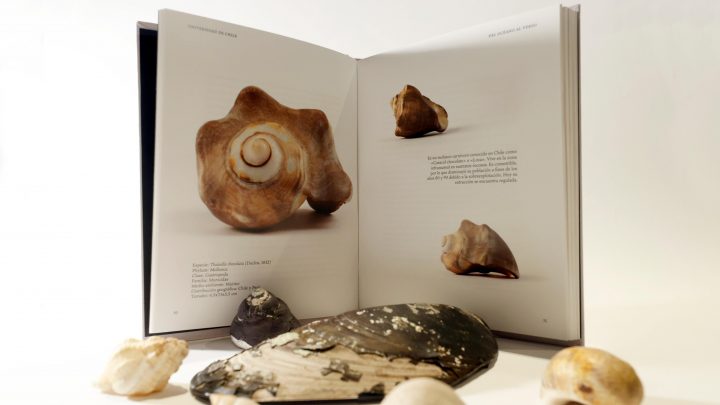 Entre el océano y el verso: Libro revela la riqueza natural y poética de las caracolas de Neruda