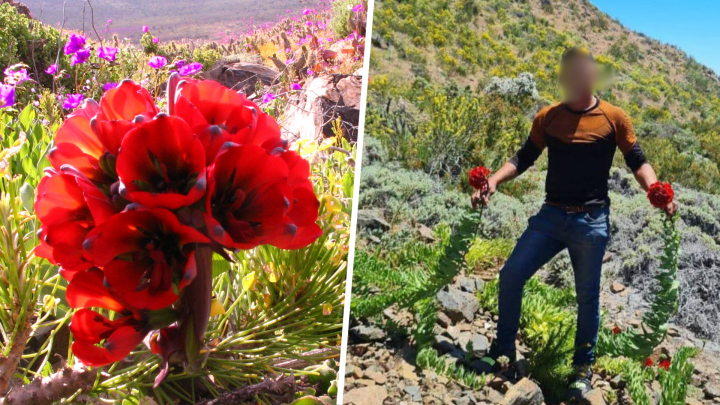 CONAF llama a proteger el Desierto Florido ante amenazas a especies endémicas