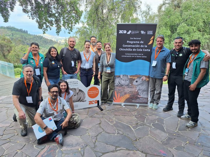 Expertos se reunieron para trazar estrategias de conservación de la chinchilla de cola corta