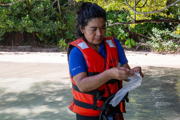 Nombran nuevo fósil de pez en honor a la única paleontóloga Ngäbe del mundo