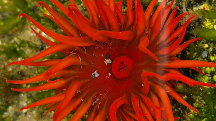 Proyecto busca documentar expansión de anémona en las costas chilenas con el aporte de la ciudadanía