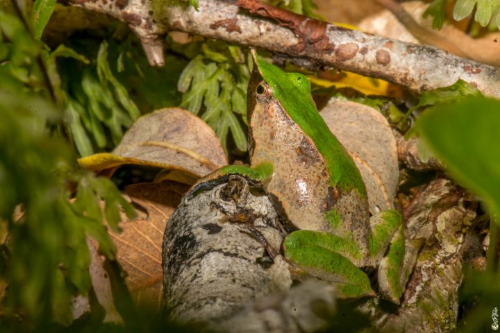 Proyecto de monitoreo acústico busca proteger a la Ranita de Darwin en Chile y Argentina