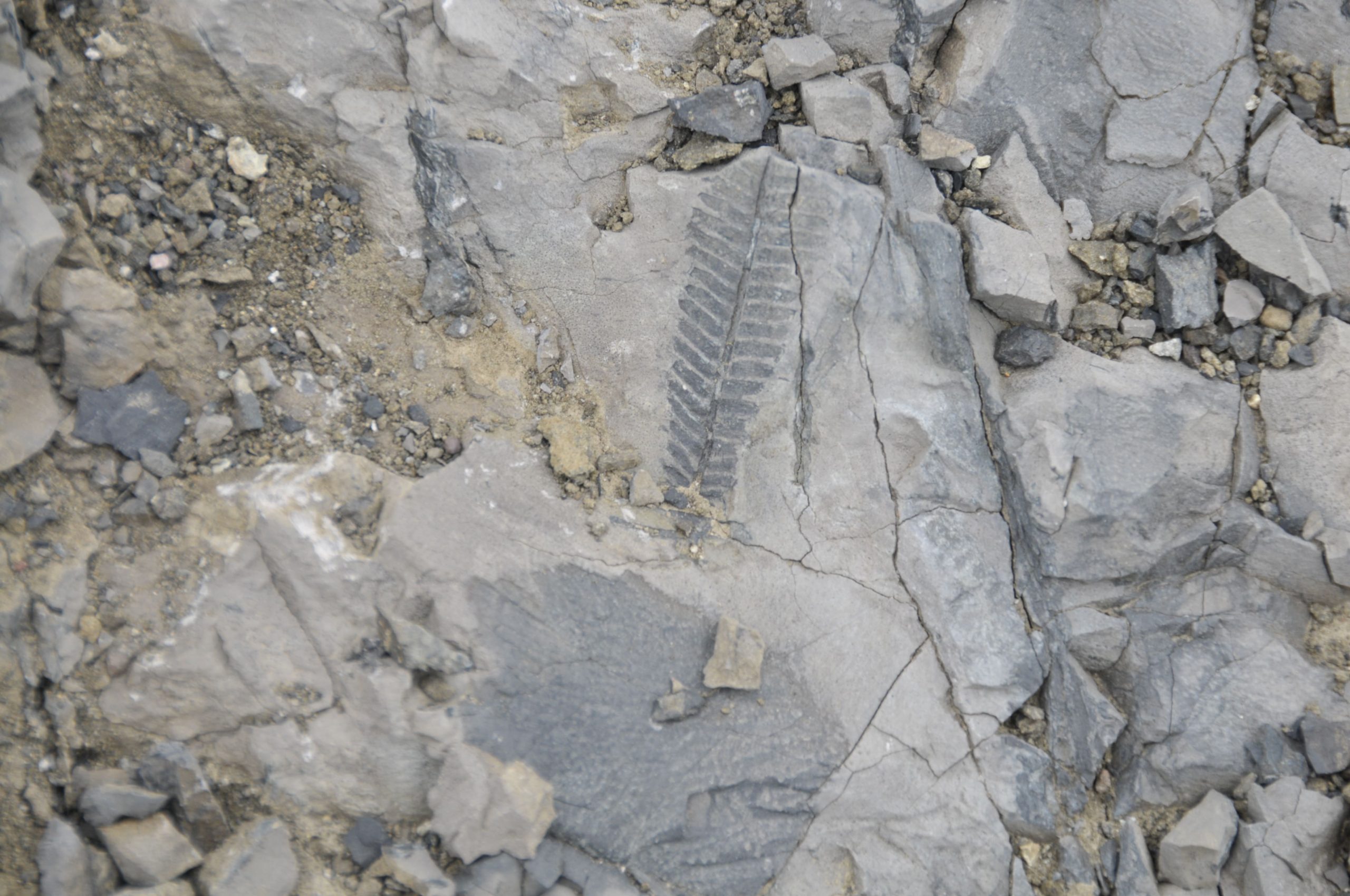 Descubren fósil de helecho en la Antártica: Data de la era de los dinosaurios