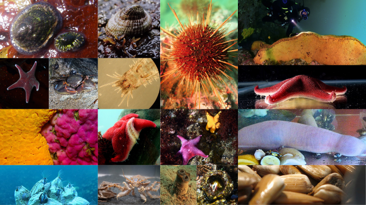 Vota por la biodiversidad: Invitan a decidir qué especies marinas serán secuenciadas genéticamente