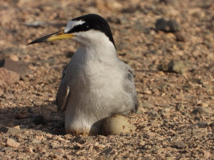 Oficializan hoja de ruta para salvar al gaviotín chico de la extinción en el norte de Chile