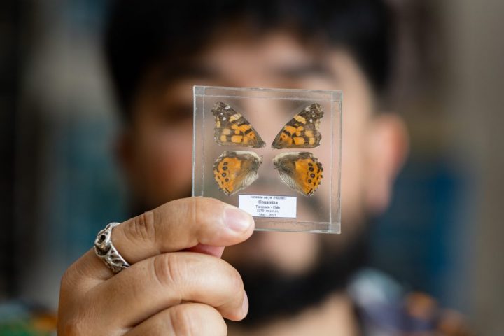 Lo dicen sus alas: Investigación UdeC confirma que Vanessa carye es una mariposa migratoria