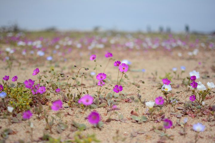 La Pata de Guanaco del desierto de Atacama podría ser clave para desarrollar cultivos resistentes a la sequía