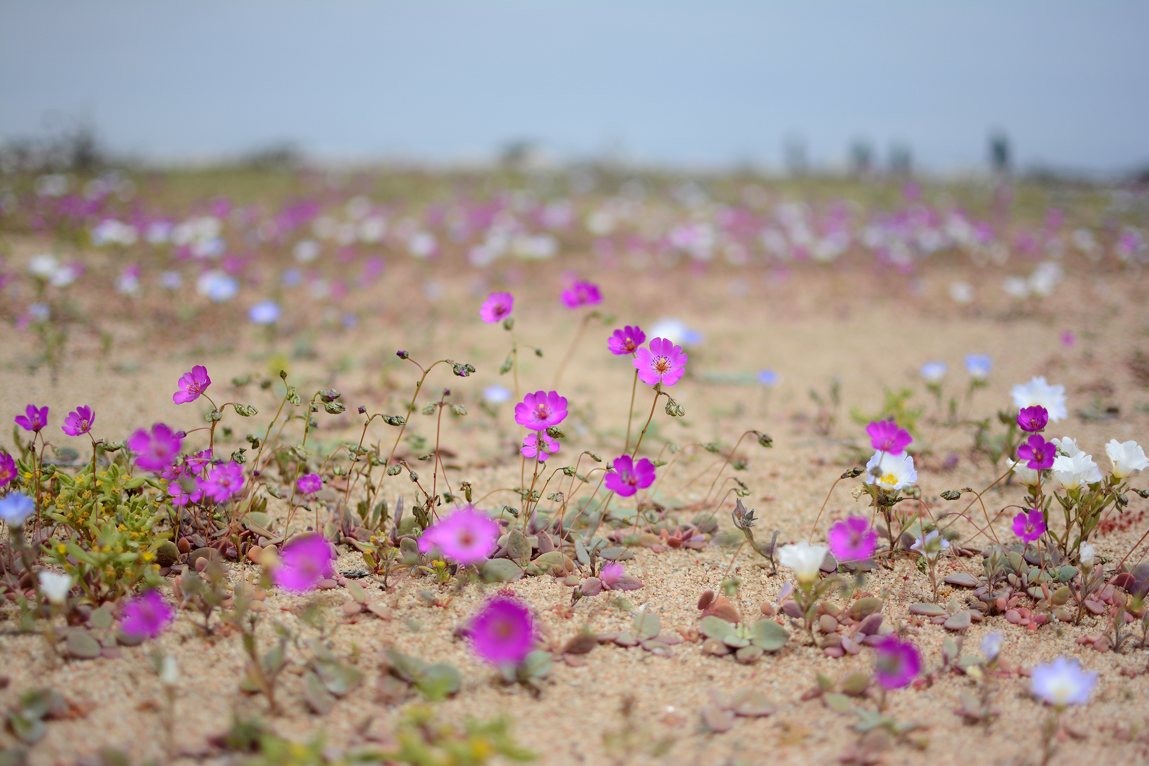 La Pata de Guanaco del desierto de Atacama podría ser clave para desarrollar cultivos resistentes a la sequía