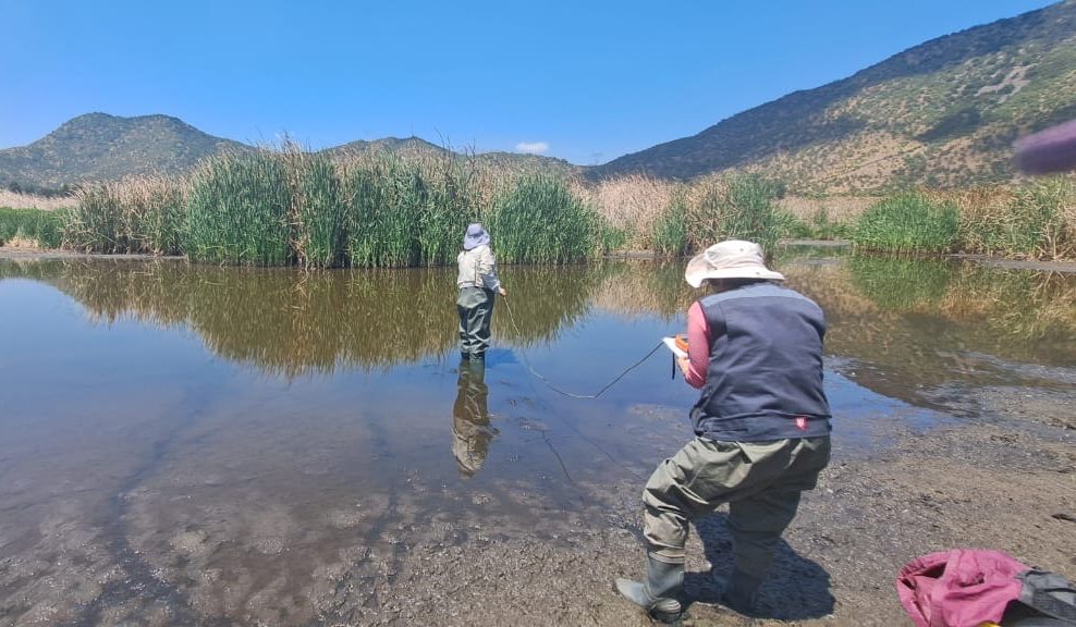 Expediciones revelan cómo la flora invasora «ahoga» los humedales de O’Higgins