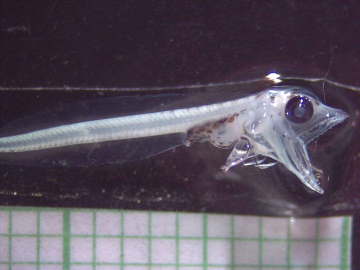 Hallazgo en Bahía Inútil: Investigadores descubren larva de pez hielo fuera de la Antártica