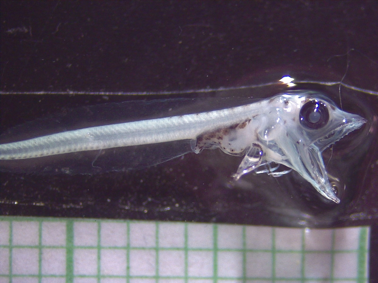 Hallazgo en Bahía Inútil: Investigadores descubren larva de pez hielo fuera de la Antártica