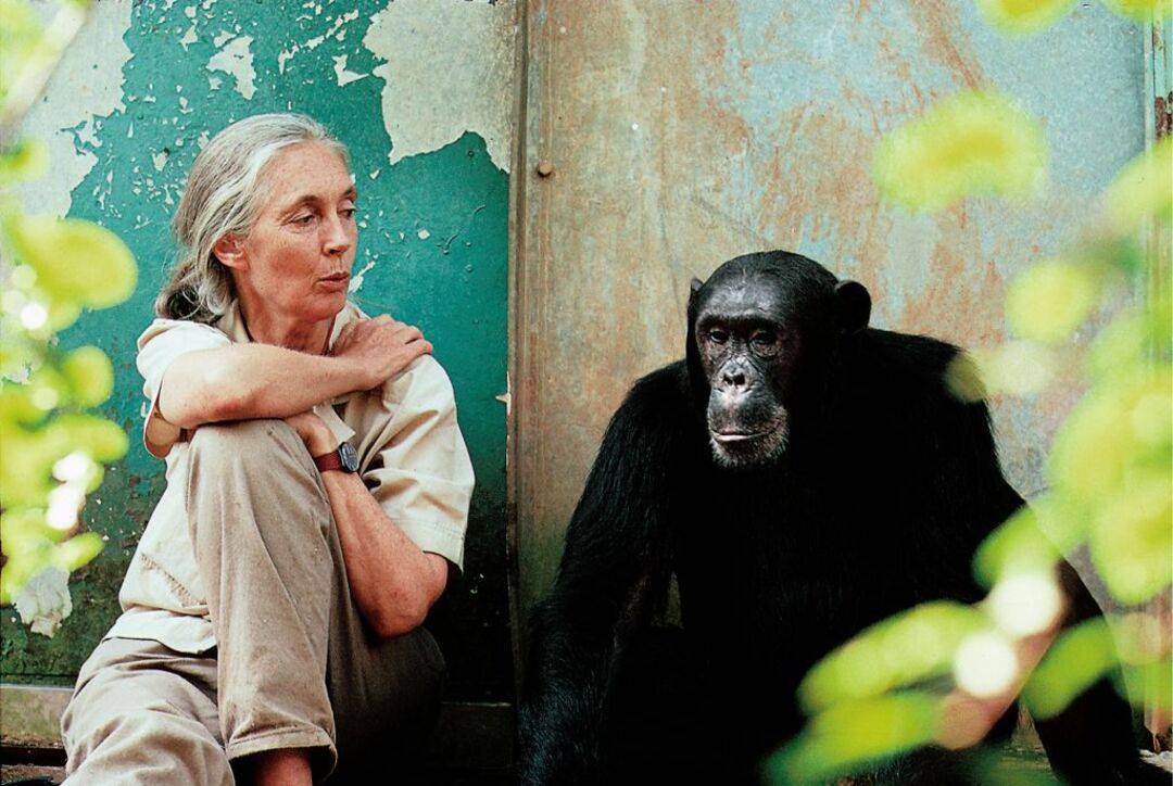 Día de la Fauna Chilena 2025 honrará el legado de Jane Goodall con actividades gratuitas