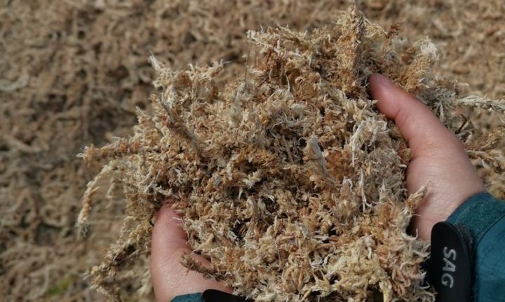 Estudio revela que los musgos poseen una diversidad genética mayor de lo que se pensaba