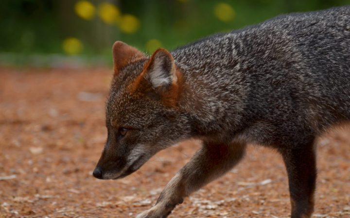 Oficializan plan para salvar al zorro chilote de la extinción