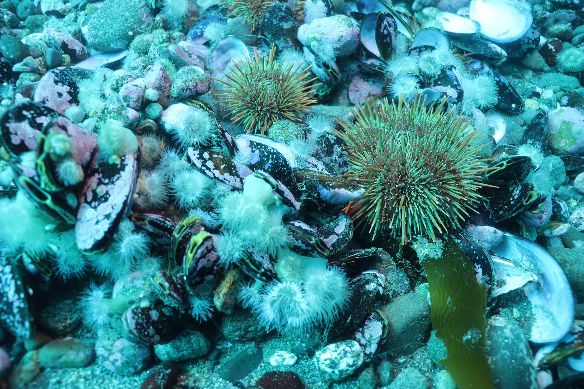 Repoblamiento con cholgas frena invasión de anémonas y recupera erizos y locos en Canal de Chacao