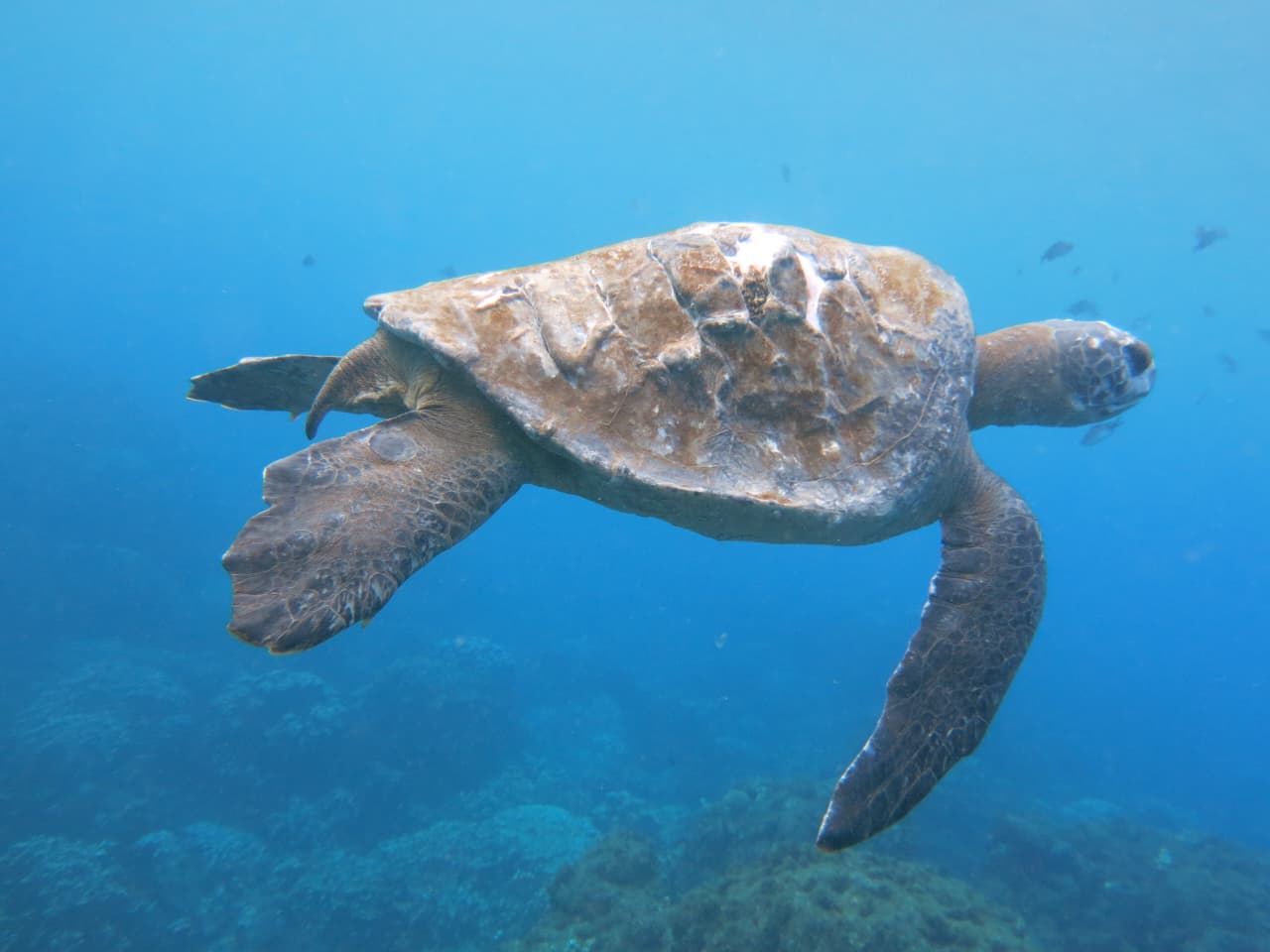 Ciencia y cultura se unen para proteger a las tortugas verdes de Rapa Nui en nueva miniserie documental