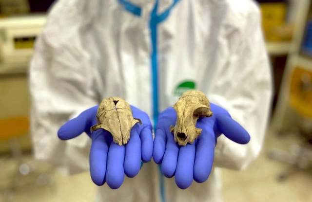 Estudio de ADN revela que el gato doméstico llegó a Europa más tarde de lo que se creía