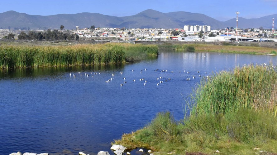 Plataforma chilena busca proteger y monitorear humedales urbanos en el país
