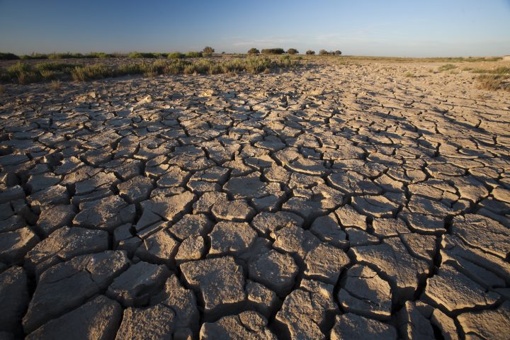 Estudian la resiliencia de las plantas ante el cambio climático: Serían la clave de un futuro sustentable