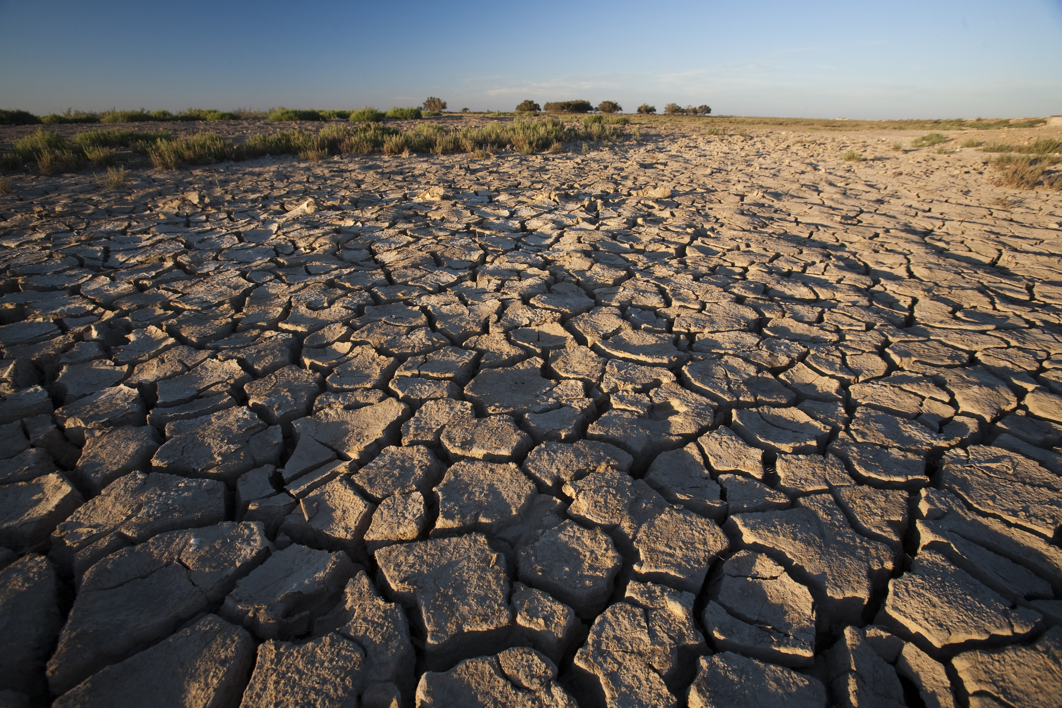 Estudian la resiliencia de las plantas ante el cambio climático: Serían la clave de un futuro sustentable