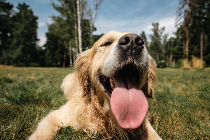 Los perros han sido fieles compañeros de los humanos desde hace más de 10 mil años