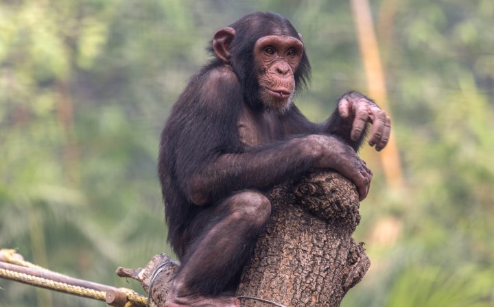 Estudio sugiere que los chimpancés piensan racionalmente