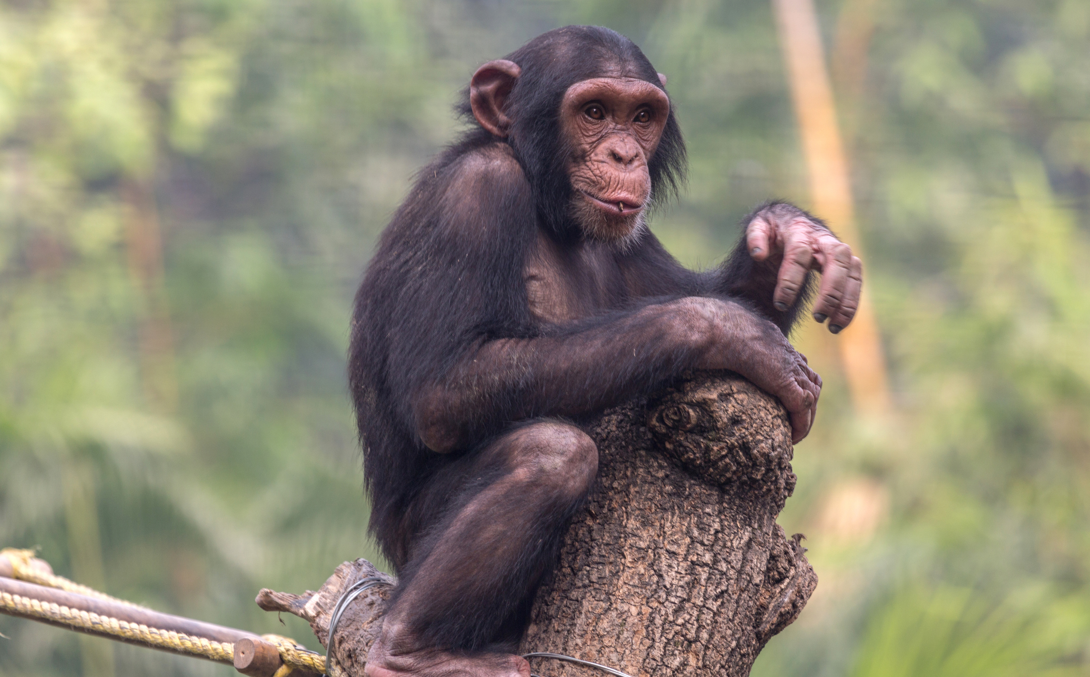 Estudio sugiere que los chimpancés piensan racionalmente