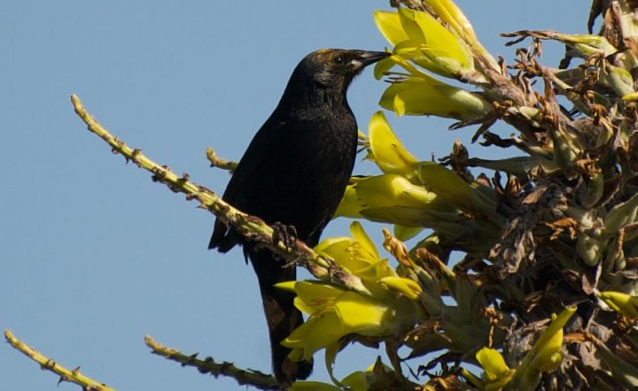 El secreto de la Puya chilensis: Cómo sus flores atraen a aves esenciales para la polinización
