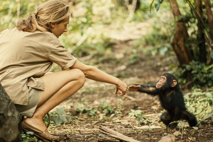 Chile rinde tributo al legado de Jane Goodall con ceremonia gratuita y abierta al público