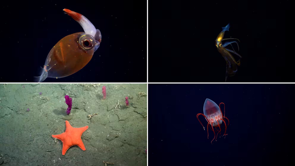 Streaming de exploración submarina en Mar del Plata obtuvo el reconocimiento 