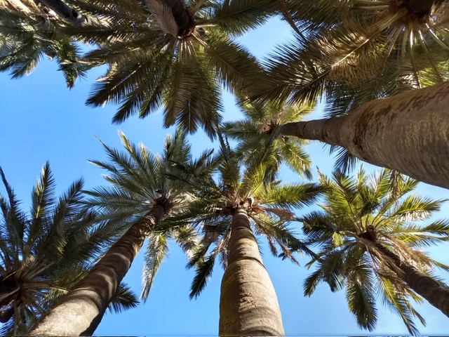 Palma chilena logra la máxima protección internacional al ingresar al Apéndice I de CITES