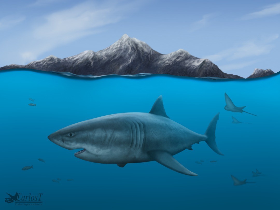 Tiburones y rayas enfrentaron mayor riesgo de extinción en sus primeros años de evolución