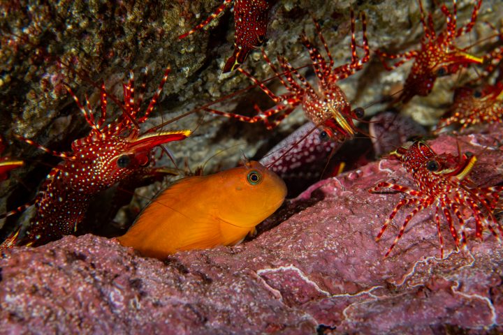 Exposición recorrerá Valparaíso para mostrar la biodiversidad de los refugios marinos