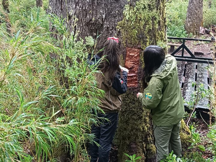 CONAF confirma extracción ilegal de la corteza del 