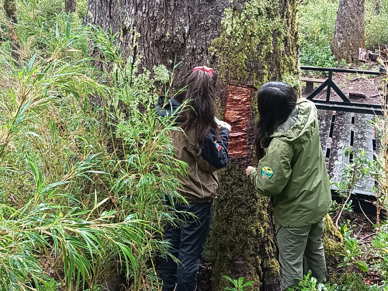 CONAF confirma extracción ilegal de la corteza del 