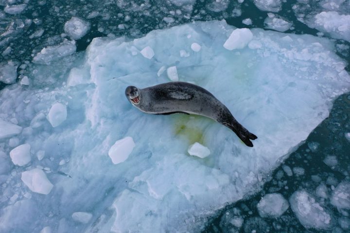 Expedición científica monitorea la salud de los ecosistemas más remotos de Magallanes