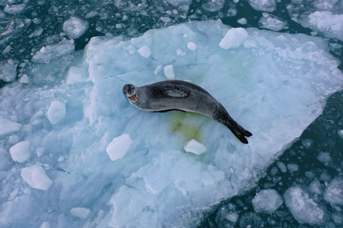 Expedición científica monitorea la salud de los ecosistemas más remotos de Magallanes