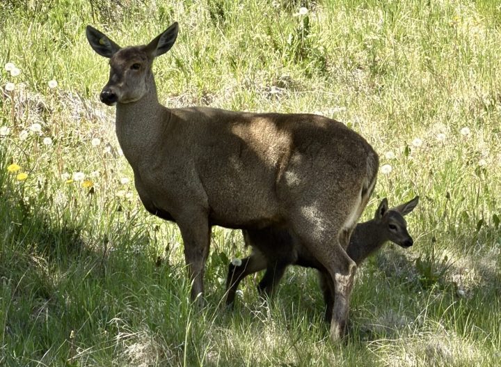 Comparten registro de huemul con su cría en el Parque Nacional Cerro Castillo