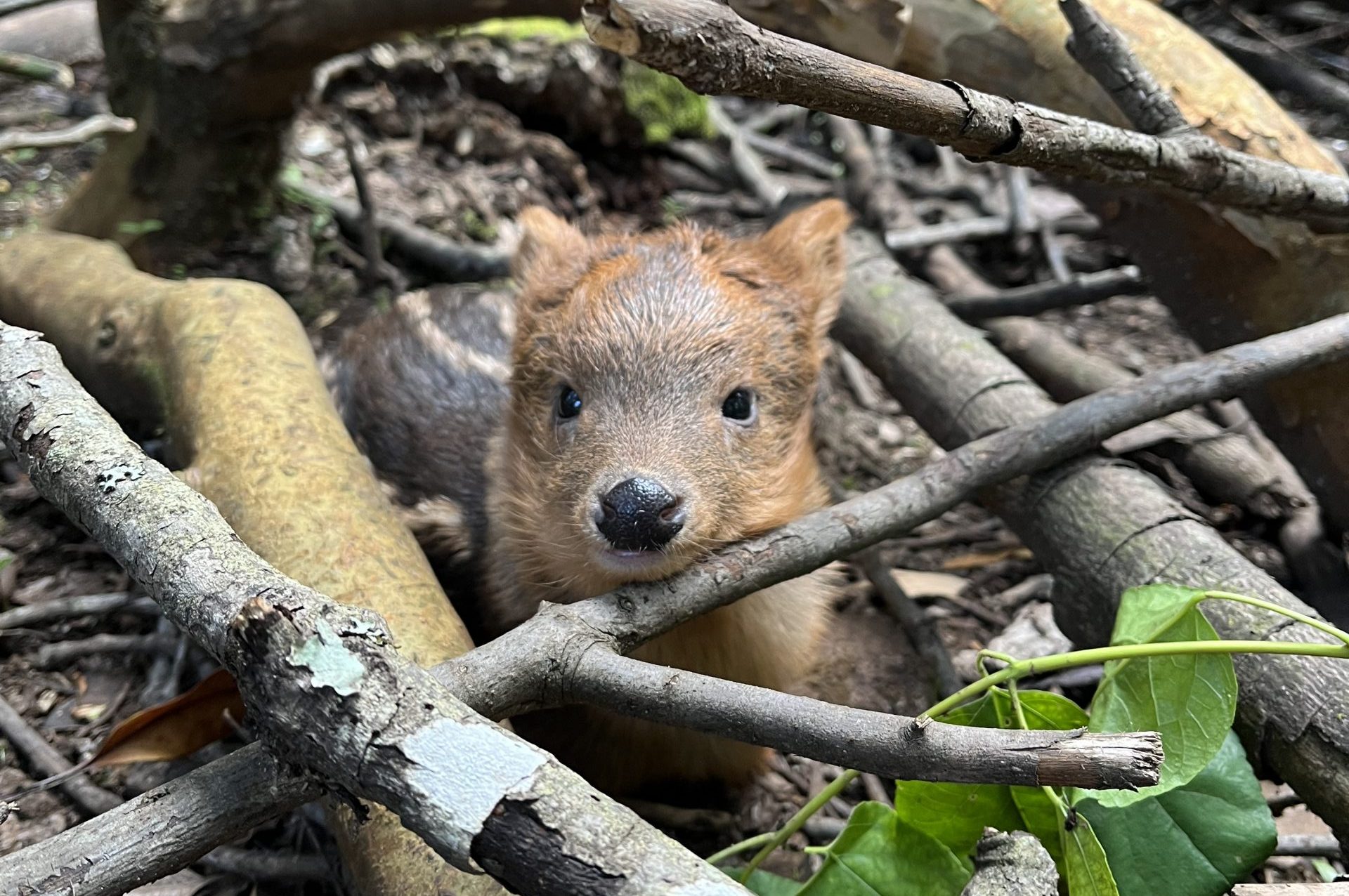 Temporada de nacimientos: Registran tierna cría de pudú en Villarrica