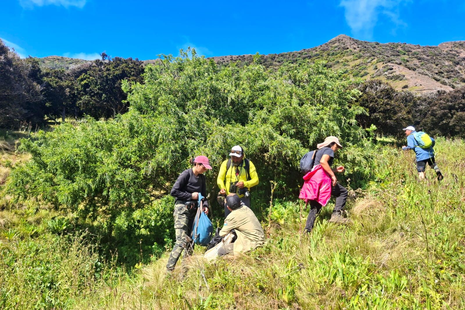 Investigadores buscan salvar de la extinción árboles endémicos del Archipiélago Juan Fernández