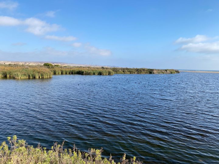 Desembocadura del Río Huasco en Atacama es declarada como nuevo Humedal Urbano