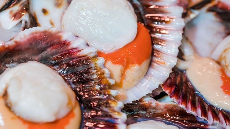 Científicos transforman conchas de ostiones en suplementos nutricionales