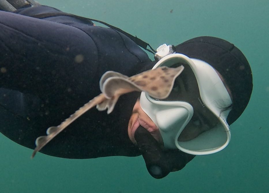 Bióloga marina logró rescatar crías de rayas 