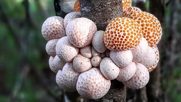 Estudio sugiere que el digüeñe podría combatir el alzhéimer gracias a sus propiedades antioxidantes