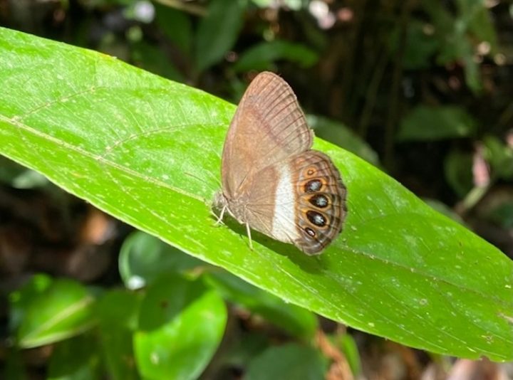 Descubren nueva especie de mariposa en la Amazonía ecuatoriana