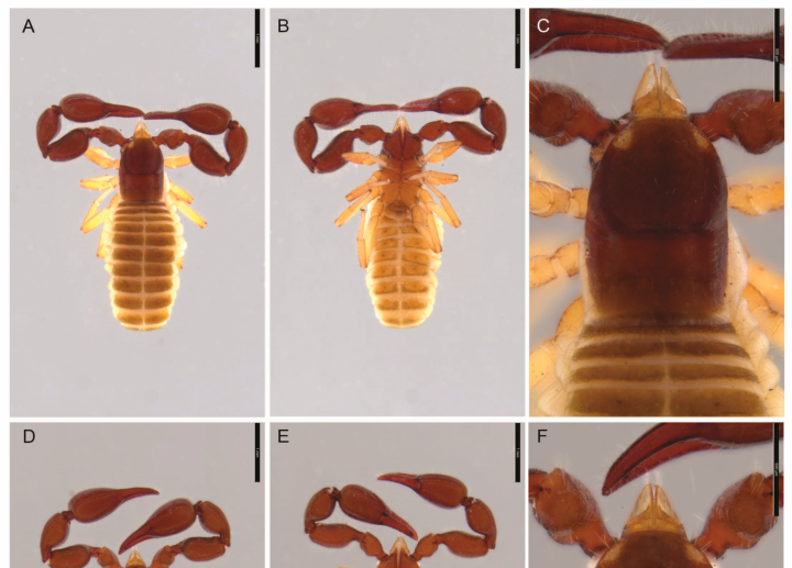 Identifican un nuevo género de pseudoescorpión en la isla Salas y Gómez