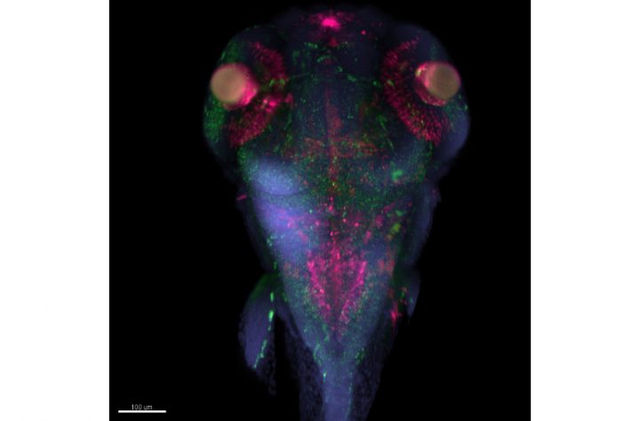 Embrión Pez Cebra. Créditos: U. Mayor.